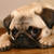 Pug91