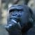 Ape