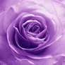 Purplerose