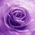 Purplerose