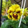 Img_4183-copy