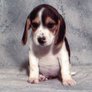 Fotos-de-perros-5