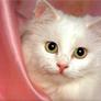 Chat2