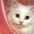 Chat2