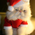 Cat-in-santa-hat