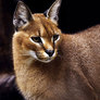 Caracal