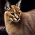 Caracal