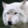Wolf2