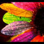Colorful-1