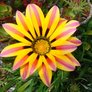Flor2