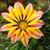 Flor2