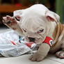 Chiennazi