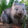 04aus-30201-wombat-large