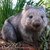 04aus-30201-wombat-large