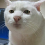Serious_cat