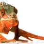 Kameleon