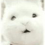 U_2903807930_2755449885_fm_0_gp_0