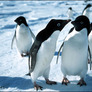 13313_penguins_love