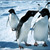 13313_penguins_love