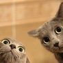 Curious-cats