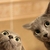 Curious-cats