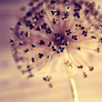 Flower_purple_dandelium_nature_photography_depth_of_field-1ff90b410727a6aa143cd734943f694d_h