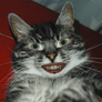 Freaky_cat