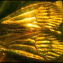 2wings