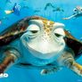 Tortue_nemo