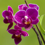 Orchid_small