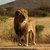 Lions-9e