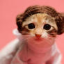 Kitten-self-cosplay-2