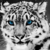 Nature-snow-leopard