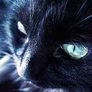 Gatto_nero3