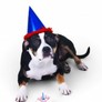 Dog-friendly-icing1-225x300