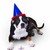 Dog-friendly-icing1-225x300