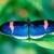 Blue-butterfly