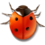Bug