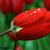 Flowers_44