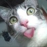 Gatto-burlone