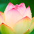 Brusheezy_profile-_lotus_flower
