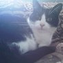 Foos_sleeping_sort_of