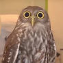 Owl_2