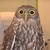 Owl_2