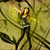 Miley_wings_copy