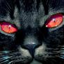 Black_cat