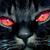 Black_cat