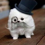 Mustache_dog