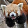 Yawning-red-panda