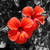 Bloemen_dhotoshop